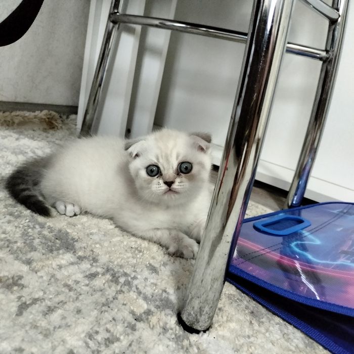 Котята Шотландской породы