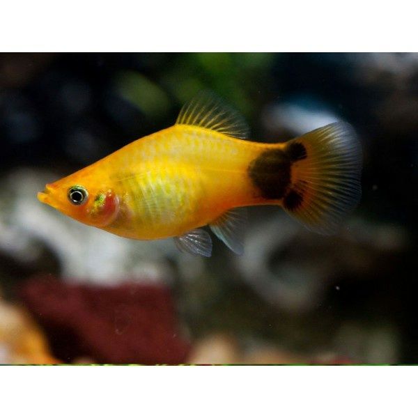 Аквариумные рыбки пецилия, гуппи
