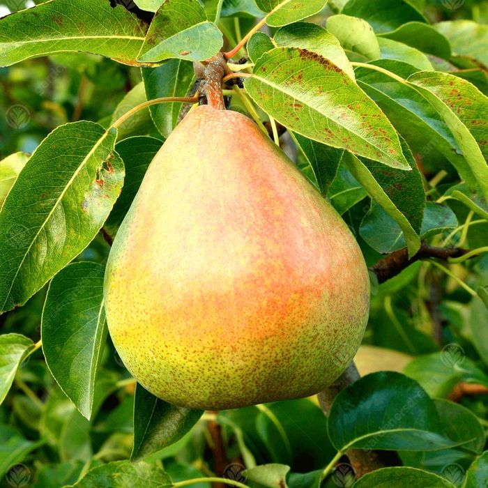 Par Soiul Decana Comisiei