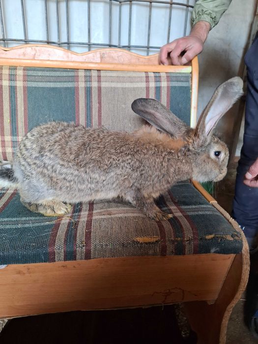 Продам крольчат. Породы фландер
