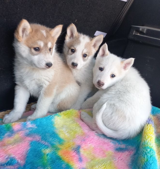 Элитные щенки западно сибирской лайки