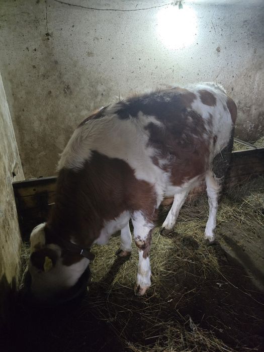 Juninca 10 luni, Baltata Romaneasca