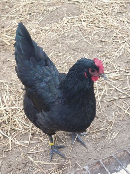 Oua incubat Australorp negru
