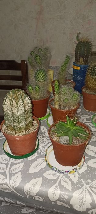 Продаю кактусы разных видов