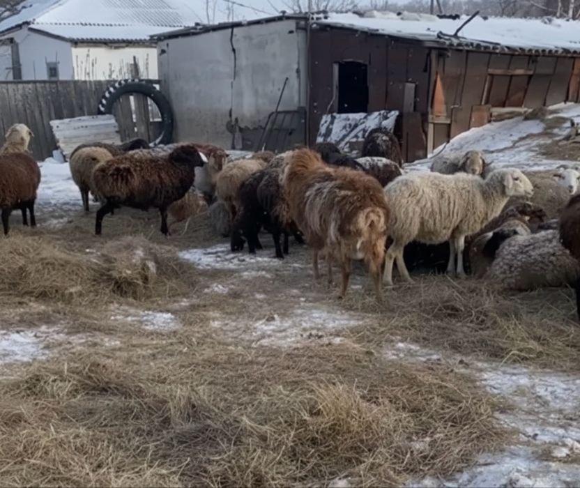 Продам баранов и тохтушек