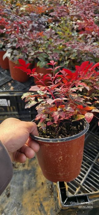 Нандина кучатлари оптом