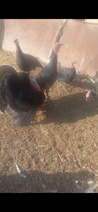 Үндіктер сатылады