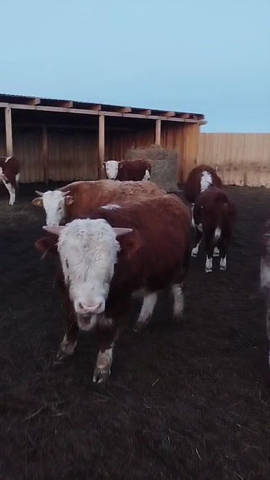 Откорм букалар 65бас