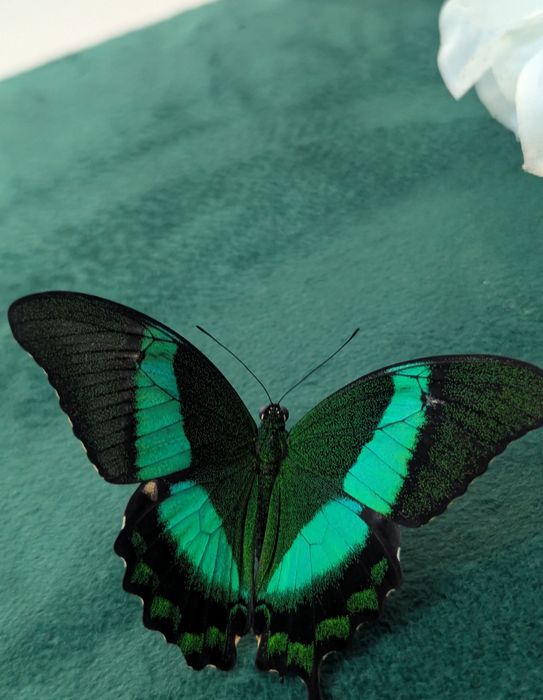 Живые Куколки Бабочки