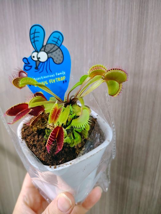 Мухоловки Венерина