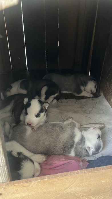 Хаски щенки 40 000тг