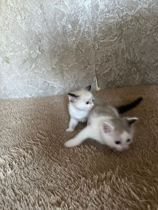Отдам котят в добрые руки