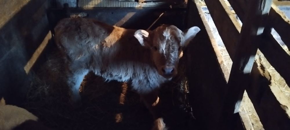 Продам корову и первотелку с теленком