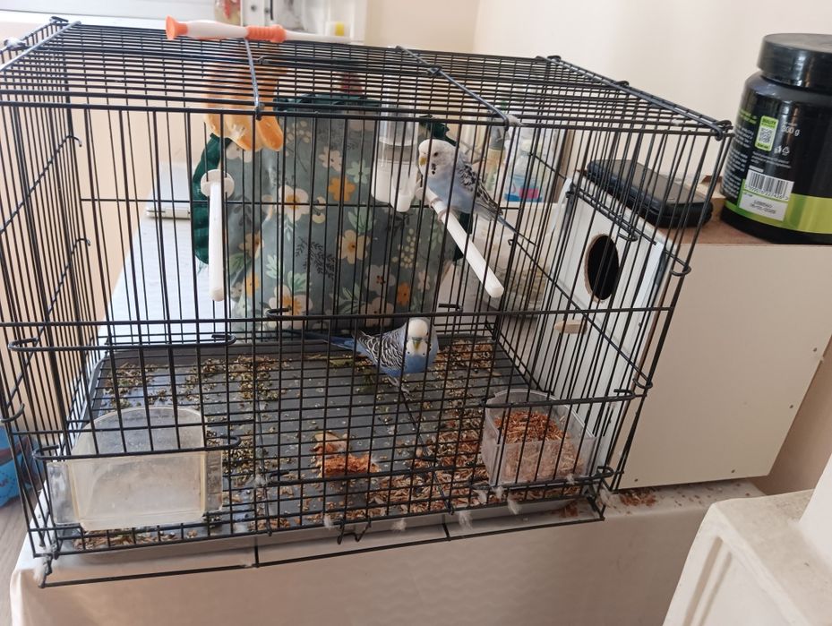Продаётся папугай+сетка
