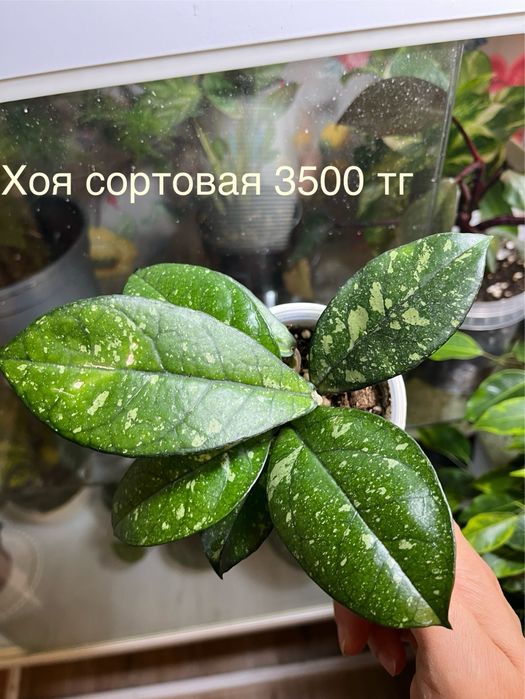 Комнатные цветы ухоженные