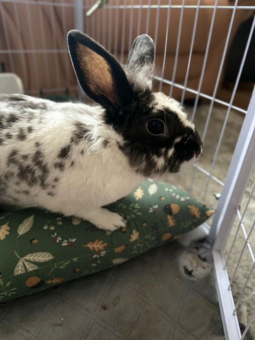 Молодые кролики,девочки