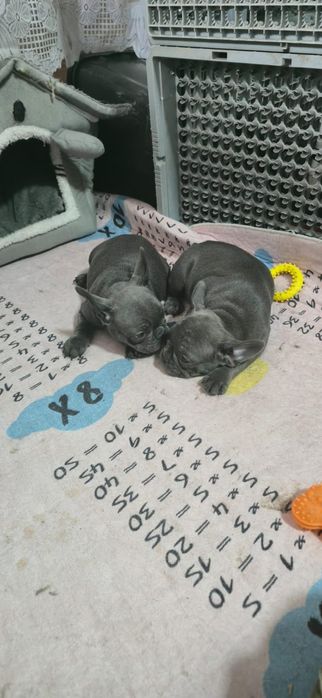 Предлагаю щенков Французский бульдог