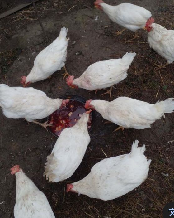 Куры несушки белые