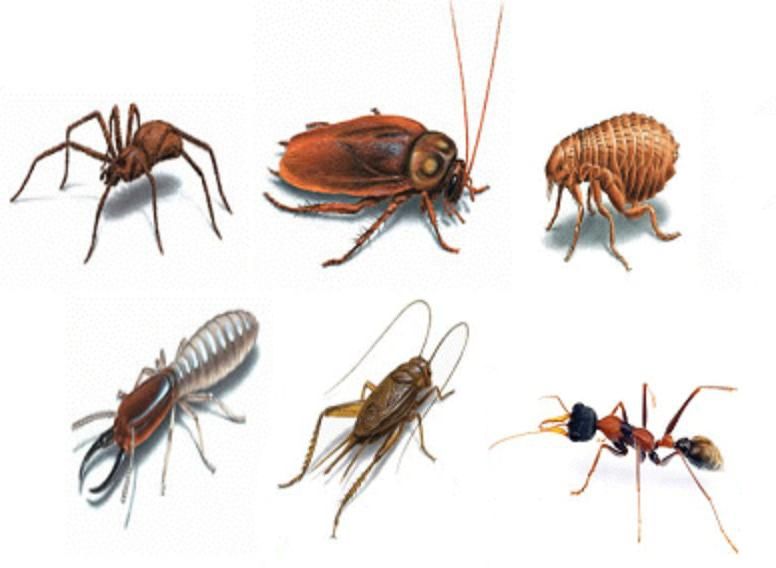 Дезинсекция в Ташкенте. Эффективно. Безвредно. Без запаха.