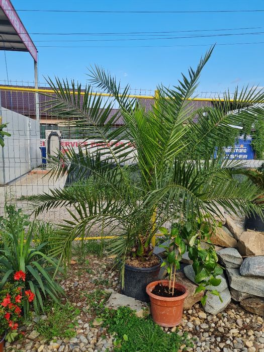 Maslin ,palmieri ,copaci ,plante ornamentale