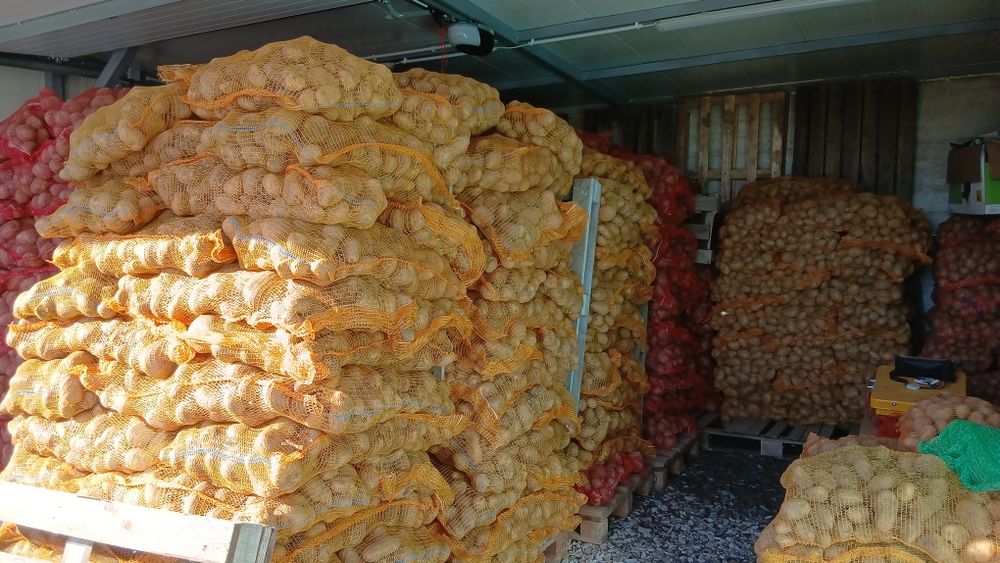 Cartofi de samanta  074[060]45[98)