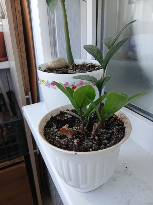 Продам доллоровое дерево(замиокулькас)