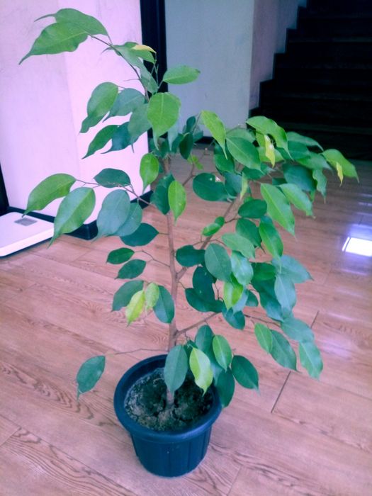 Фикус бенджамина (Ficus Bengamina) зелёный и пёстролистный(Трилайт)