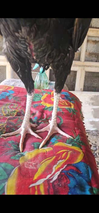 Бойцовы кораз дакан петух шоже