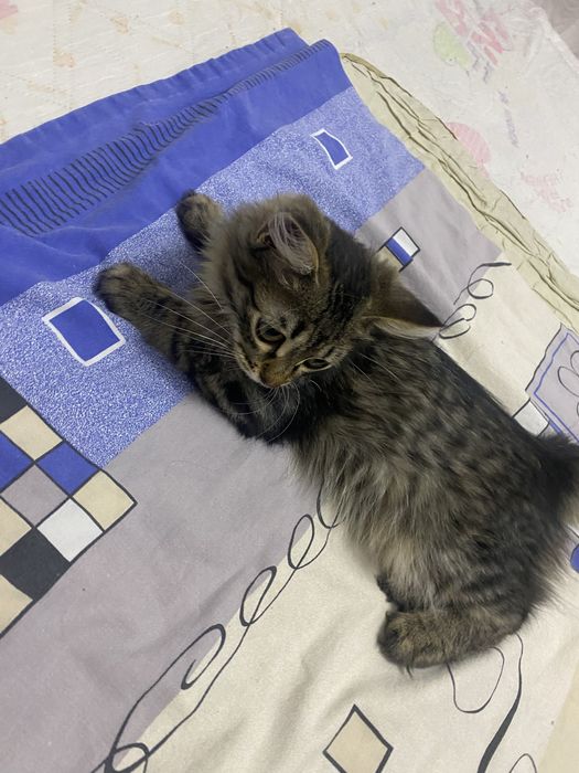 Котенок кошка мысык Маргау