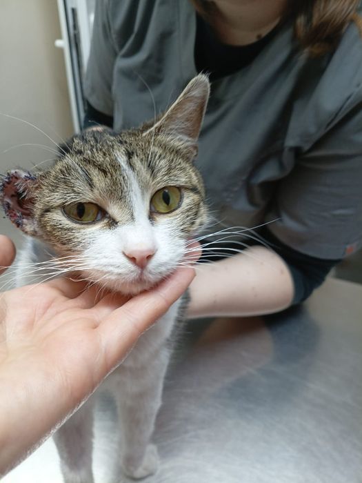 Кошечка с оторванным ушком ищет доброго человека