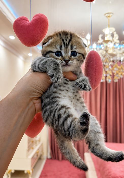 Mushuk scottish fold