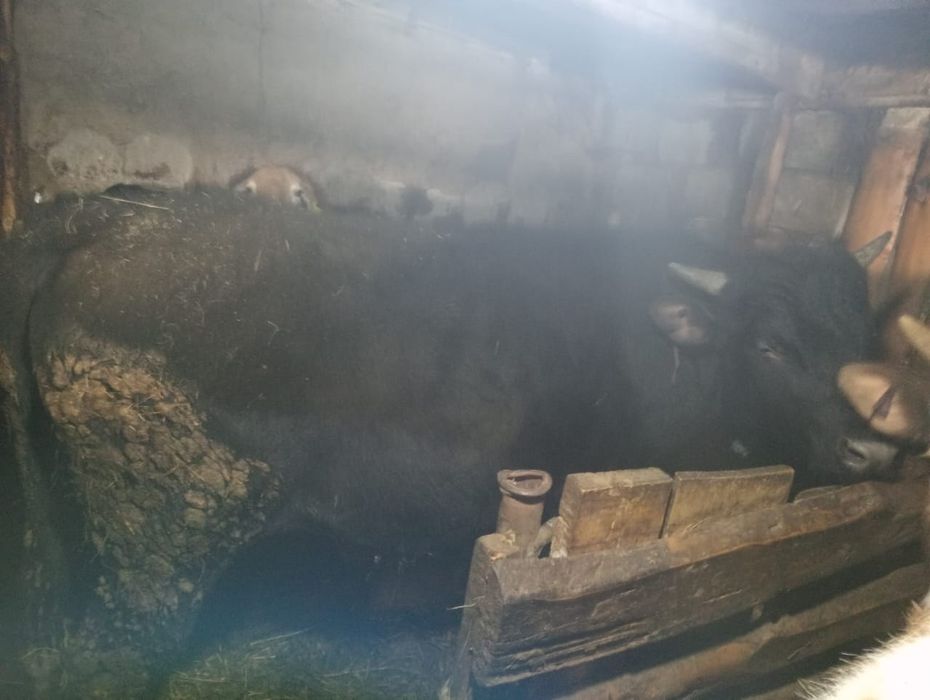 Бір жастсан асқан бузау