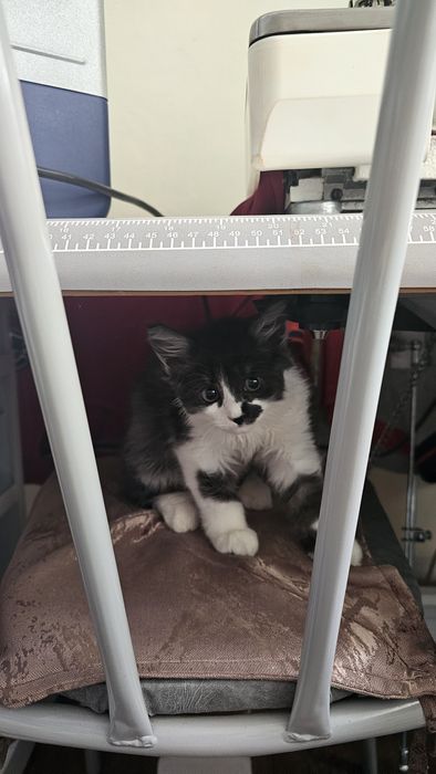 Котенок мальчик даром