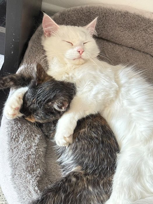 Отдаю белого кота в хорошие руки, мальчик,кастрация за нас счет