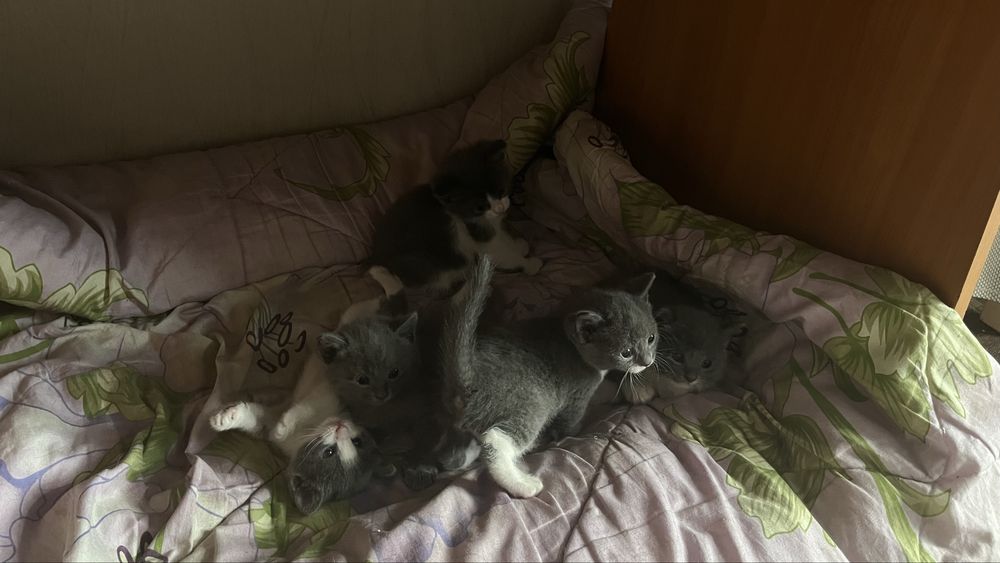 Котята в добрые руки