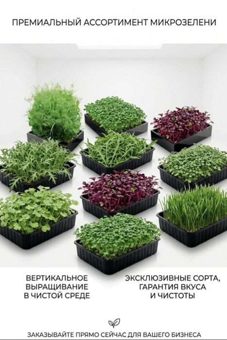 Микрозелень в Актобе для украшения блюд
