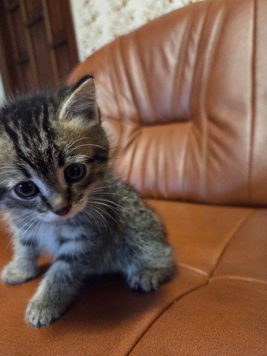 Котенок в добрые руки