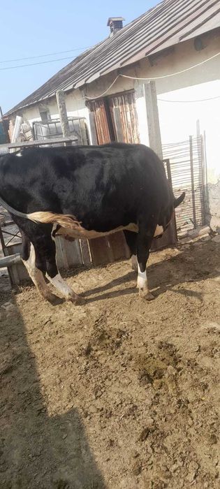 Vand Vaca si Aparat de muls