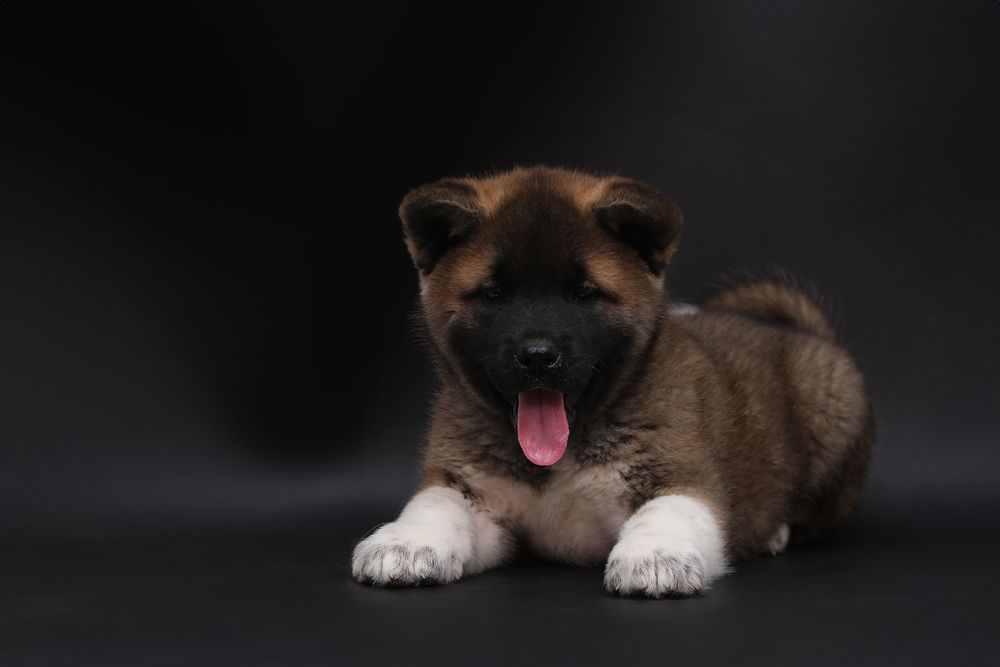 Необыкновенный мальчик  Американской Акиты