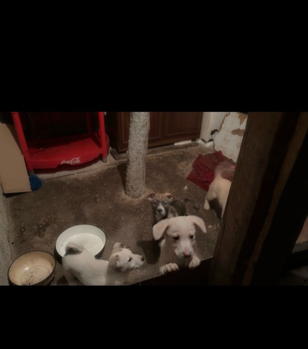 Подаряват се кученца