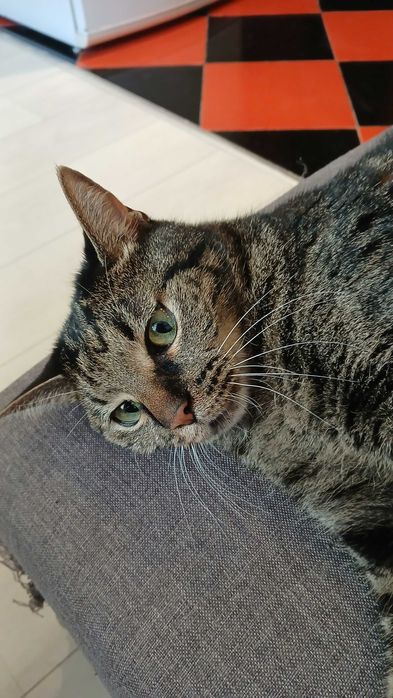 Подарявам коте на име Красен