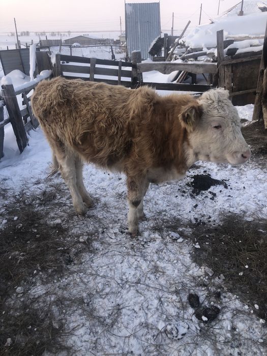 Сатам 1жасар ургашы