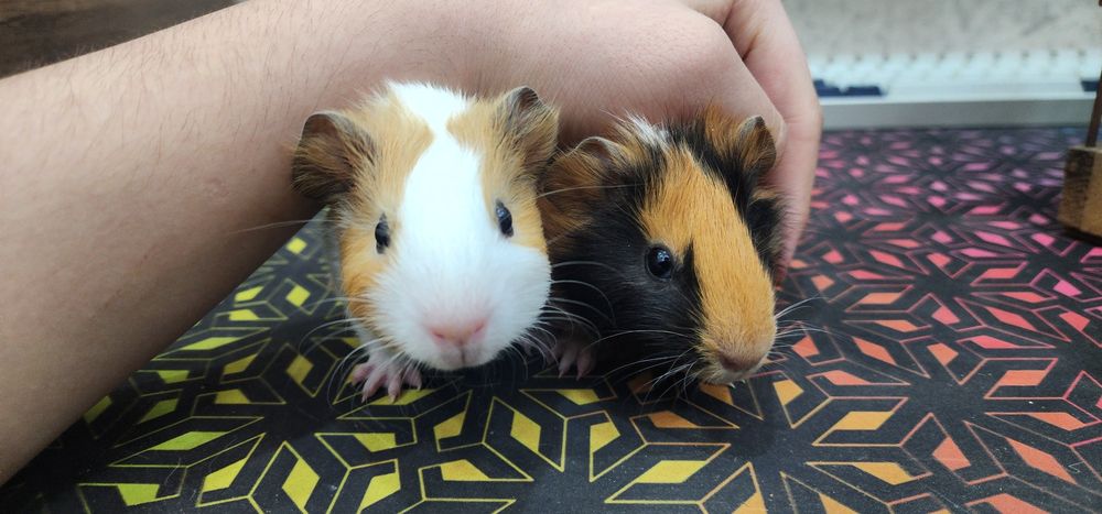 Продам 2 свинок Американские