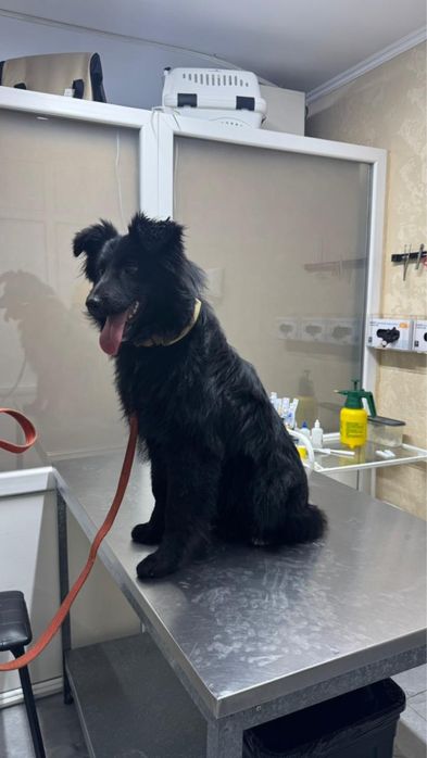 Пропала собака Алматы