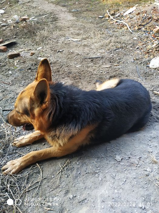 Кобель:Нужна невестка для вязки.Эркак овчарка ку́шиш учун киз ит овчар