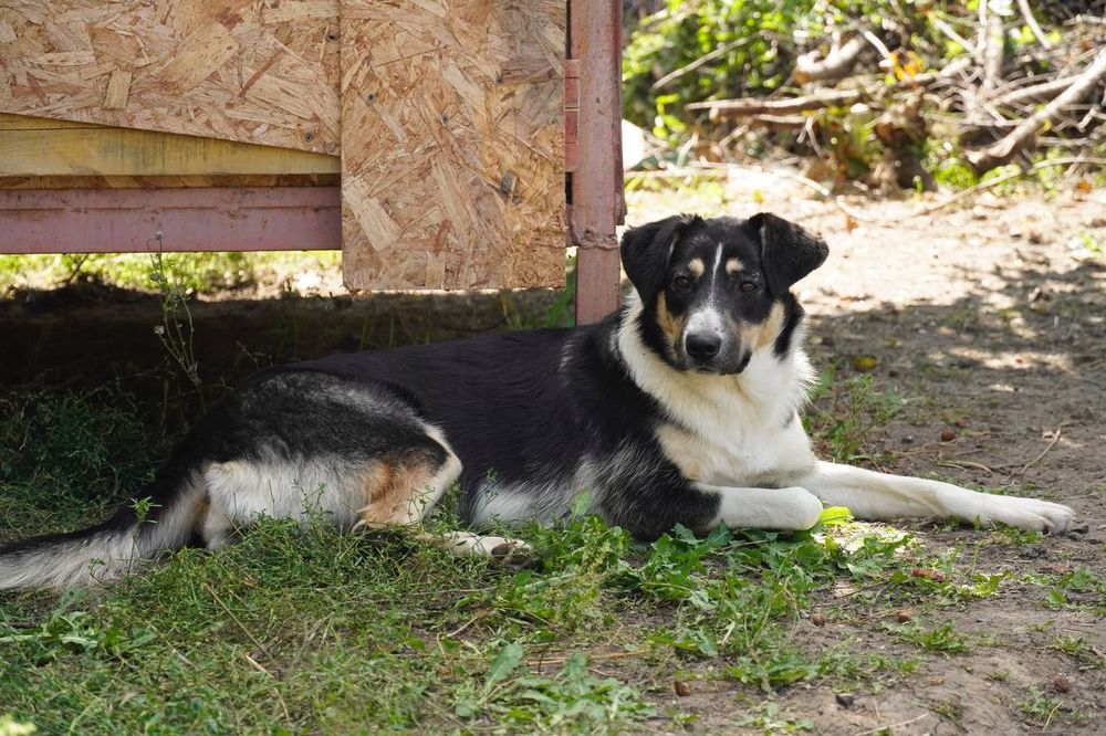 Щенок собака в добрые руки