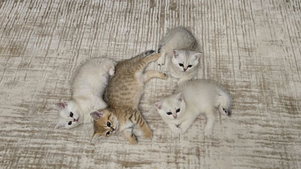 Продаются породистые котята (британская/шотландская линия)