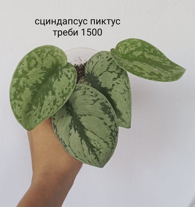 Цветы комнатные, аглаонема