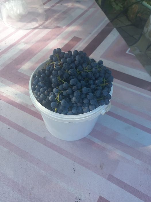 Продам  виноград