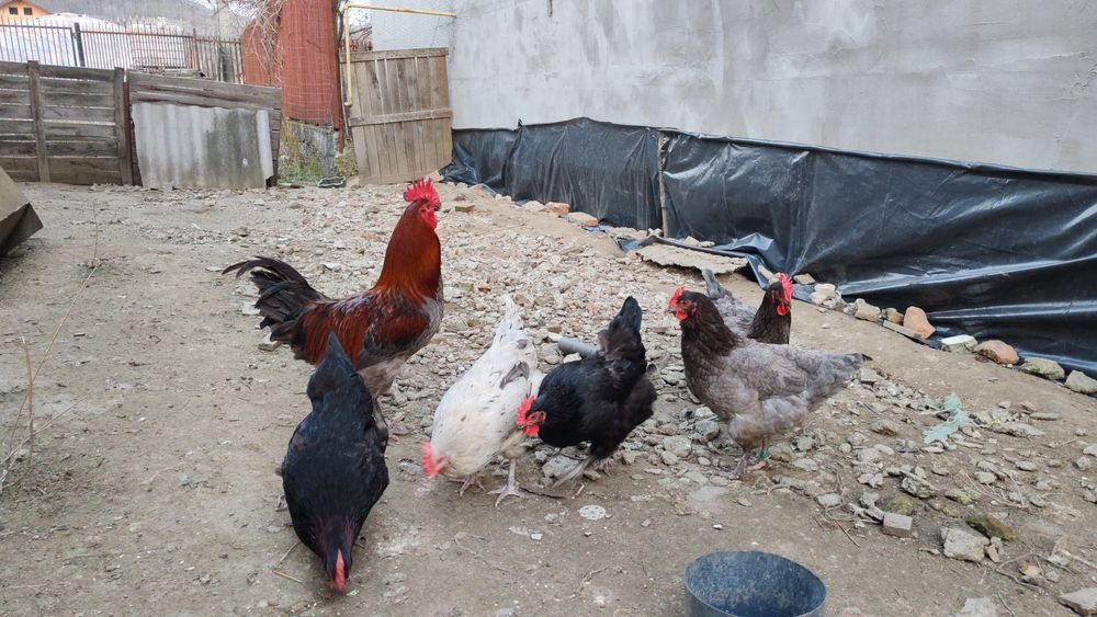 Ouă pt incubat Marans